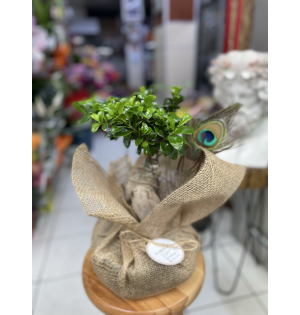 BONSAI Ağaç örgü gövde tropik